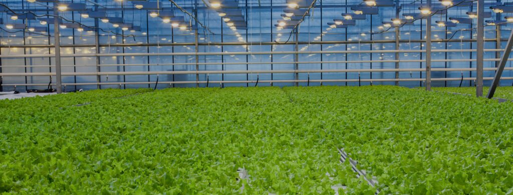 Greenhouse with lights